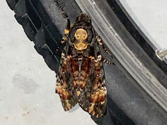 Acherontia atropos (Death's-head Hawk-moth)