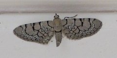 Eupithecia venosata (Marmordvergmåler)