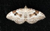 Xanthorhoe montanata (Hvit båndmåler)
