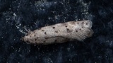 Pseudotelphusa paripunctella (Tawny Groundling)