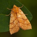 Tiliacea citrago (Lindegulfly)