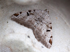 Macaria wauaria (The V-Moth)