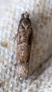 «Micro-heterocera» (Micro-moths)