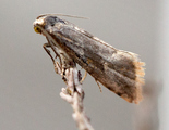 «Micro-heterocera» (Nattsommerfugler mikro)
