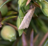 «Micro-heterocera» (Micro-moths)
