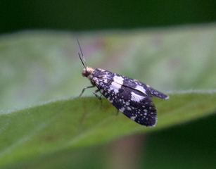 Lampronia corticella (Raspberry Moth)