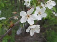 Gean, Wild Cherry (Prunus avium)