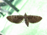 Eupithecia intricata (Einerdvergmåler)