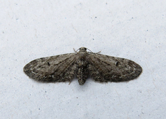 Eupithecia ochridata (Okerdvergmåler)