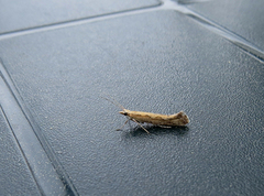 Plutella xylostella (Diamond-back Moth)