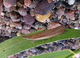 Anerastia lotella (Sandhill Knot-horn)