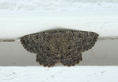 Charissa obscurata (The Annulet)