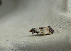 Cochylis dubitana (Svevepraktvikler)