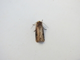 Axylia putris (Dobbeltpunktfly)
