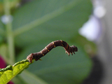 Lycia hirtaria (Olivenlurvemåler)