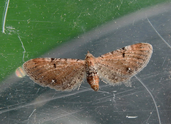 Eupithecia absinthiata (Brun dvergmåler)