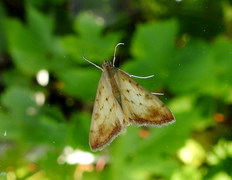 Evergestis extimalis (Marbled Yellow Pearl)