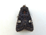 Melanchra persicariae (Dot Moth)