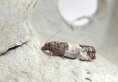 Spilonota ocellana (Epleknoppvikler)