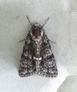 Acronicta rumicis (Syrekveldfly)