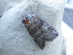 Achlya flavicornis (Vårhalvspinner)