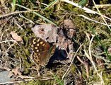 Pararge aegeria (Speckled Wood)