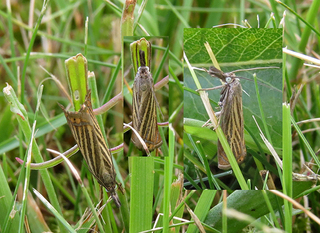Chrysoteuchia culmella (Garden Grass-veneer)