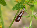 Catoptria pinella (Toflekket nebbmott)