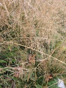Deschampsia cespitosa subsp. cespitosa