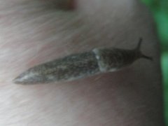 Gray field slug (Deroceras reticulatum)