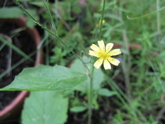 Nipplewort (Lapsana communis)