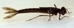 Zygoptera (Vannymfer)