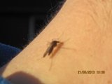 Culicidae (Mosquito)