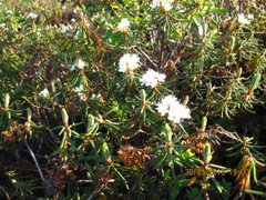 Labrador-tea (Rhododendron tomentosum)