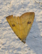 Rivula sericealis (Gult nebbfly)