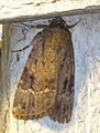 Amphipyra pyramidea (Copper Underwing)