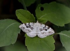 Xanthorhoe montanata (Hvit båndmåler)