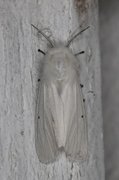 Spilosoma urticae (Hvit tigerspinner)
