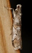 Pempelia palumbella (Heather Knot-horn)