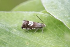 Grapholita compositella (Triple-stripe Piercer)