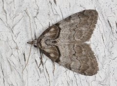 Nola cucullatella (Short-cloaked Black Arches)