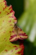 Lythria cruentaria (Purpurmåler)