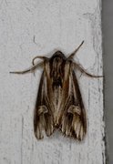 Actinotia polyodon (Tannet perikumfly)