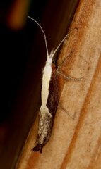 Ypsolopha dentella (Honeysuckle Moth)