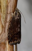 Cydia nigricana (Pea Moth)