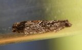 Epinotia nisella (Raklekveldvikler)