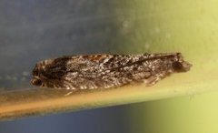 Epinotia nisella (Grey Poplar Bell)