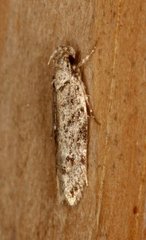 Psoricoptera gibbosella (Humped Crest)