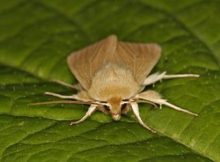Mythimna pallens (Halmgult gressfly)
