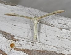 Hellinsia osteodactylus (Svovelfjærmøll)